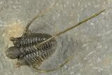 Multi-Toned Leonaspsis Trilobite With Spiny Cyphaspis #323479-2
